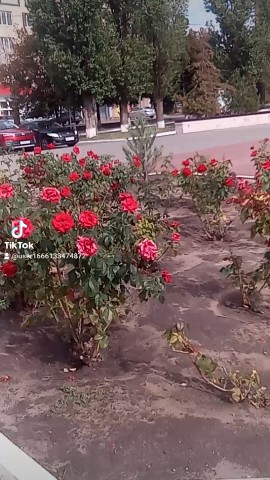 Татьяна в LOOKY — публикация