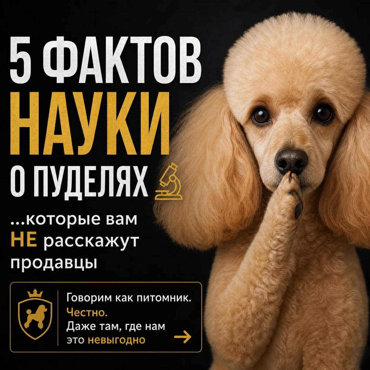 Гайд 5 фактов науки о пуделях