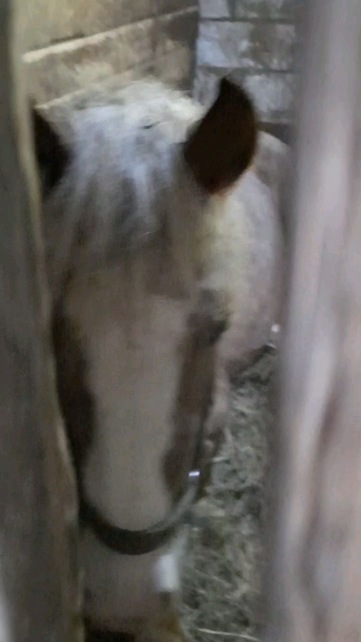 victoriaserbul_horse в LOOKY. #horseinstagram,#HORSEINSTAGRAM,#horselife,#horselover,#horselove,#horseaurumn,#horse,#лошадиинстаграм,#Лошадижизнь,#лошадилюбовь,#лошадиосень,#Лошади. Доверие - вот самая ...