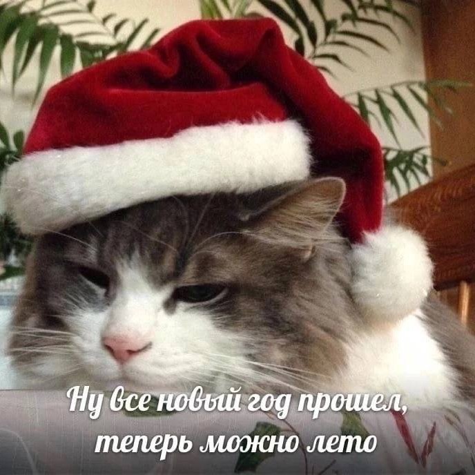 Sivufi точно не олух in LOOKY. . 