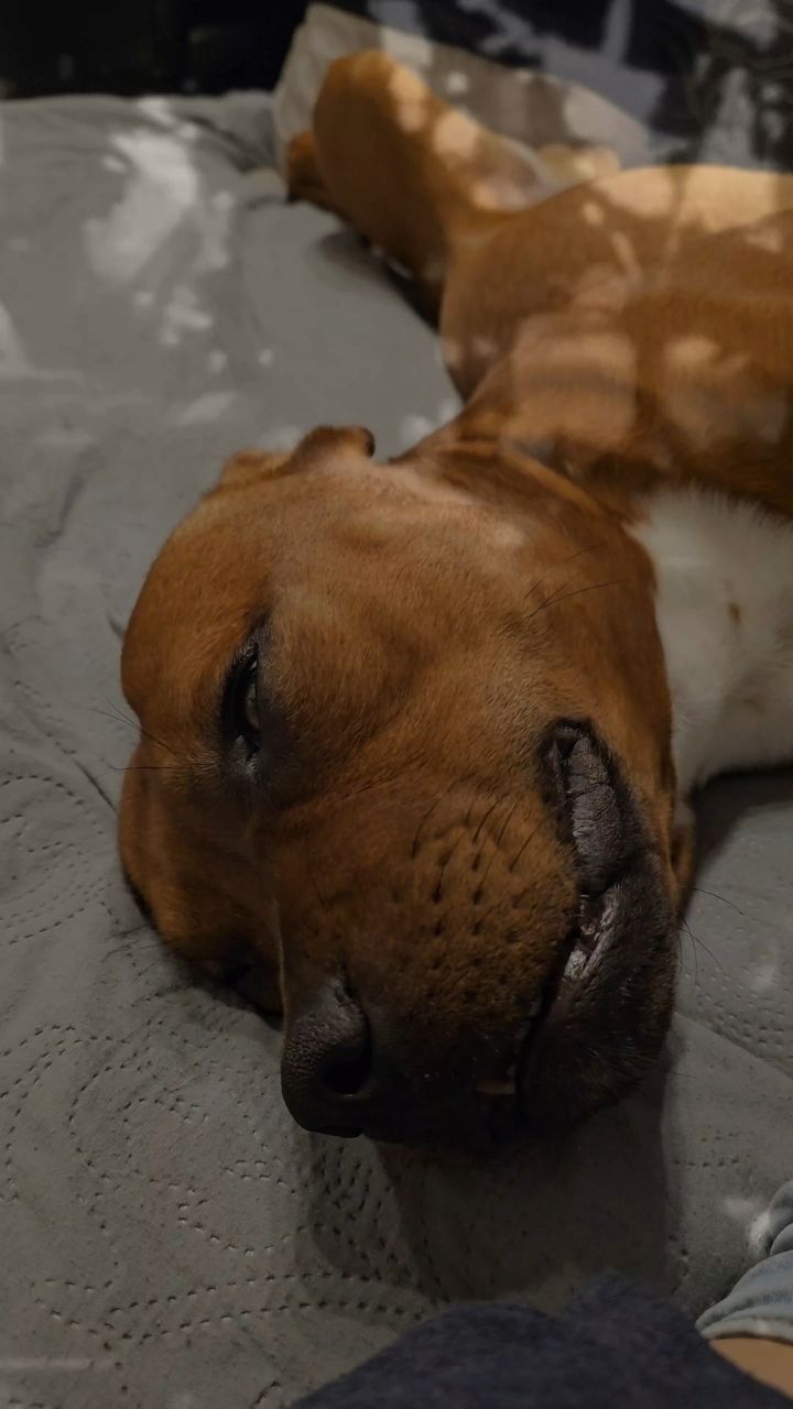 BuchTheStaffy in LOOKY