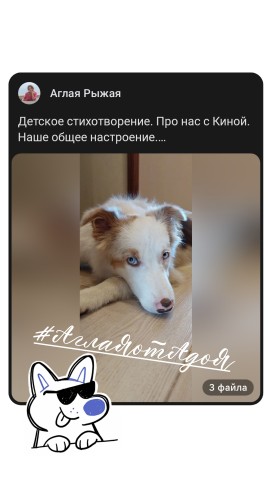 Аглая Рыжая в LOOKY. #АглаЯотАдоЯ,#стихи,#Кина,#Бордер-колли,#bordercollie. * * *
Мы с Киной утр...