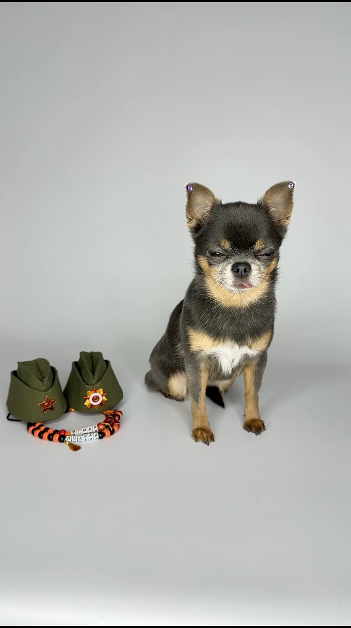dog_vtrende_shop в LOOKY. #чихуахуа,#йорк,#шпиц,#мальтипу,#кавапу,#тойтерьер,#пражскийкрысарик,#мальтезе,#тойпудель,#одеждадлясобак,#одеждадлясобаки,#одеждадлясобакмелкихпород,#футболкадлясобак,#адресник,#адресникдлясобаки,#украшениядлясобак,#бусыдлясобак,#адресникизсмолы,#парныебраслеты,#платьедлясобак,#худидлясобак,#свитердлясобак,#минисобаки. Не хочется этим зани...