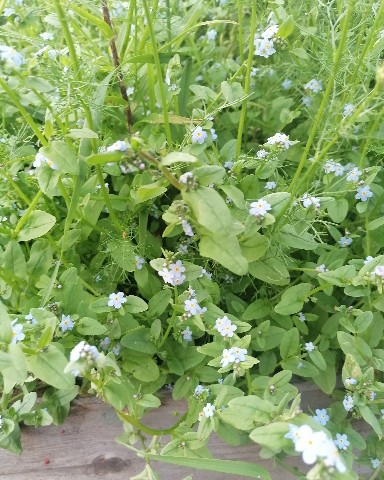 Jack Polarsky в LOOKY. #flovers,#everydaylife,#photo,#me,#followme. Forget-me-not #flove...