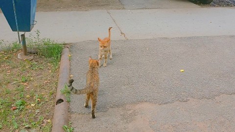 Looky_1691084914835 в LOOKY. . Встретила на улице о...