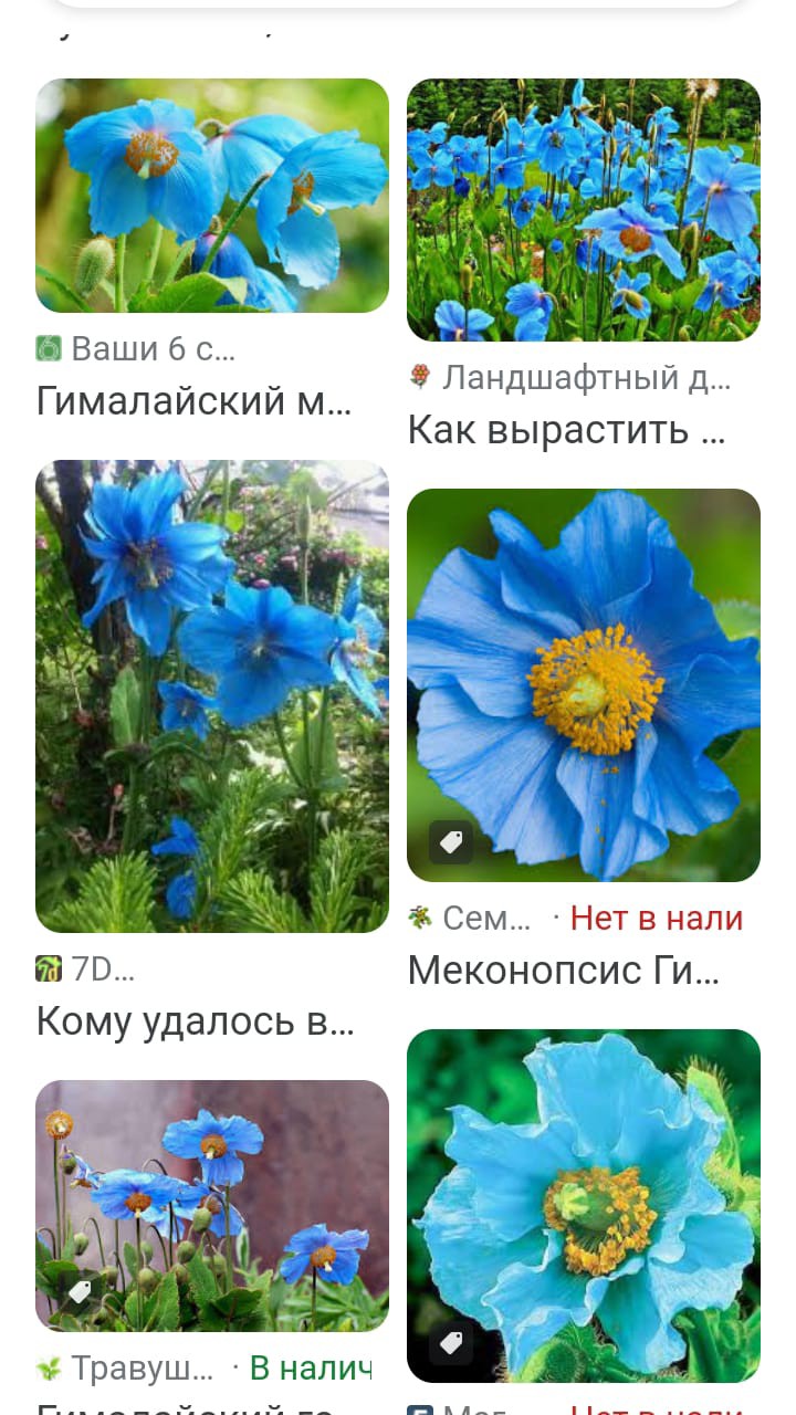 ROLLERCoin в LOOKY — #1сентября