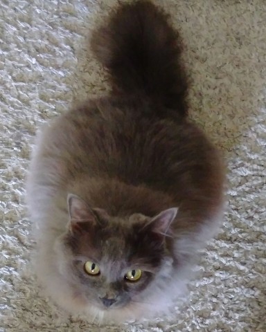 Nalex в LOOKY. #кошки,#коты,#котики,#питомцы. Кот #кошки #коты #ко...
