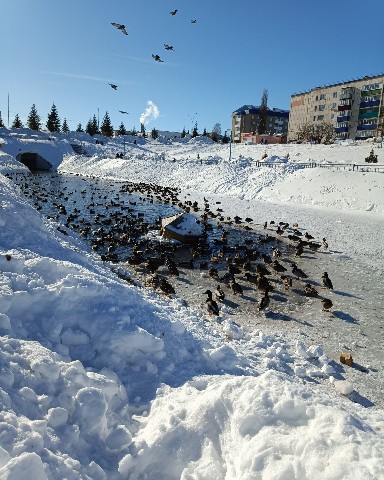 leninogorsk.life в LOOKY. . 