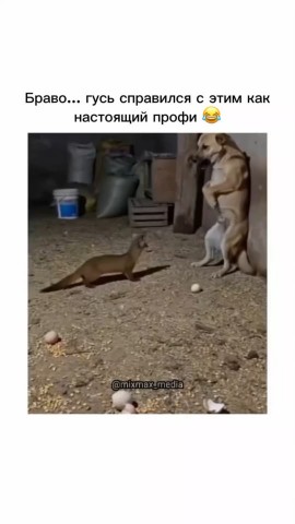 Tutumba в LOOKY. . Своих в обиду не дад...