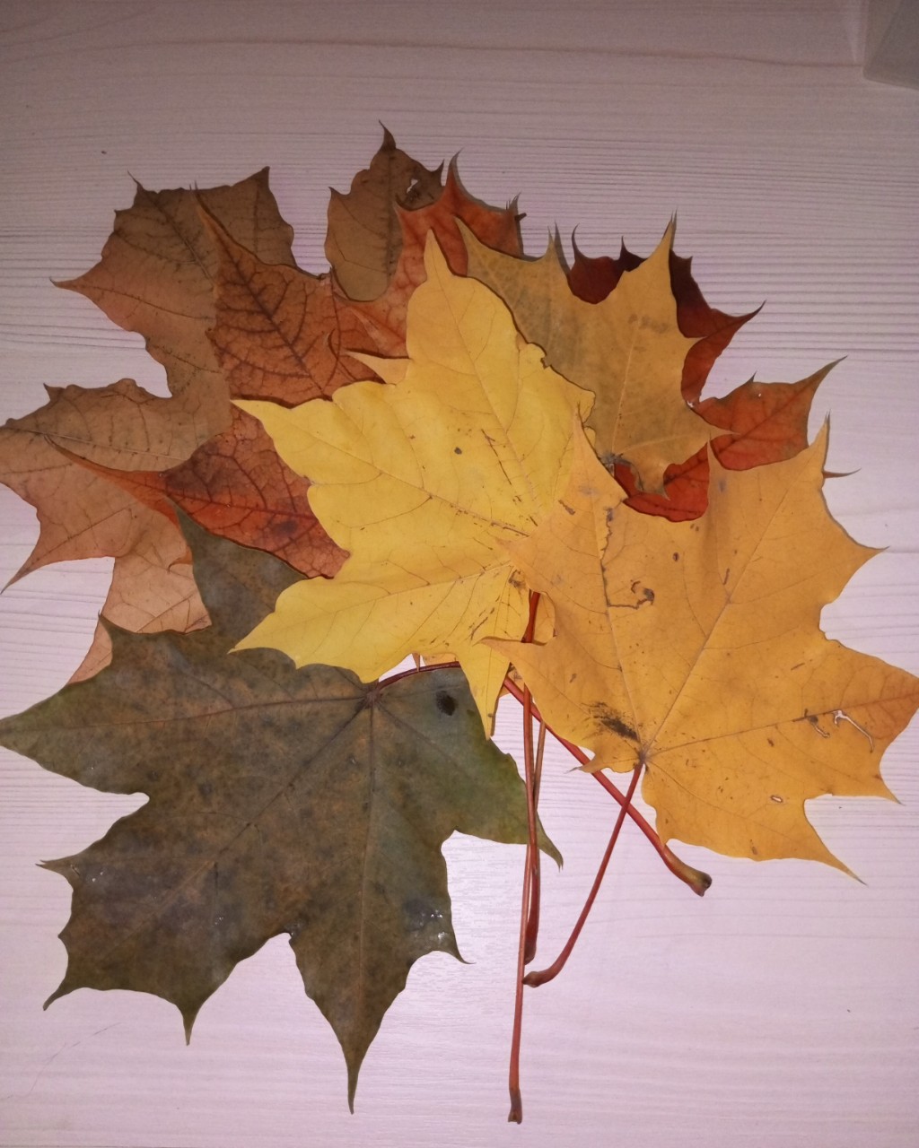 Елена в LOOKY — Осенние краски в самом разгаре😍🍁🍁🍁
#осень #природа #крас