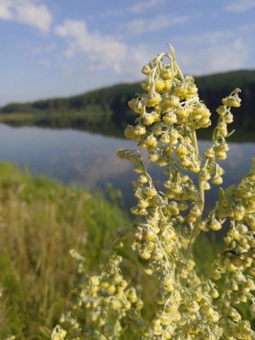 BADABUM в LOOKY. . [#flowers ](flowers)...