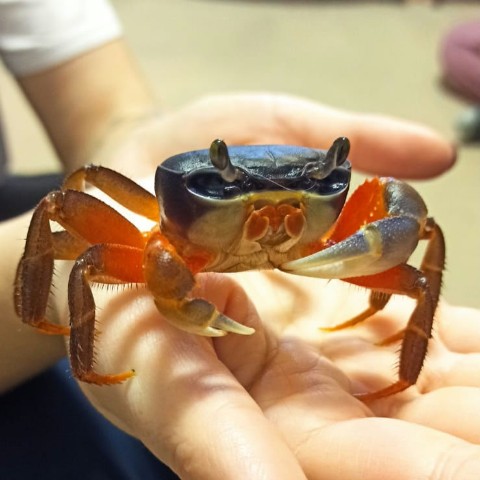 7calamus7 в LOOKY. #pets,#crab,#aquariums,#радужныйкраб,#hobby,#photooftheday,#saturday,#holiday,#weekend,#krebse,#cardisomaarmatum,#mypet,#love,#проказник,#cute,#animal,#animals,#animallover,#beautiful,#nature,#naturelover,#petlovers,#love,#mysoul. Гоша снова перелинял...