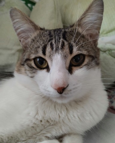 Кот Мурчик в LOOKY. . 