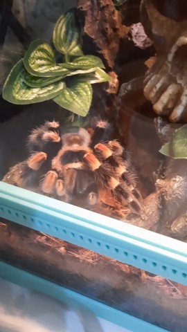 Polina_Spider в LOOKY. #ПаукПтицеед,#БрахипельмаХамори,#Самка,#КормёжкаПаука. Вот так паук птицеед...