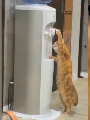 Looky_1692683757168 в LOOKY. . Когда уж очень хочет...
