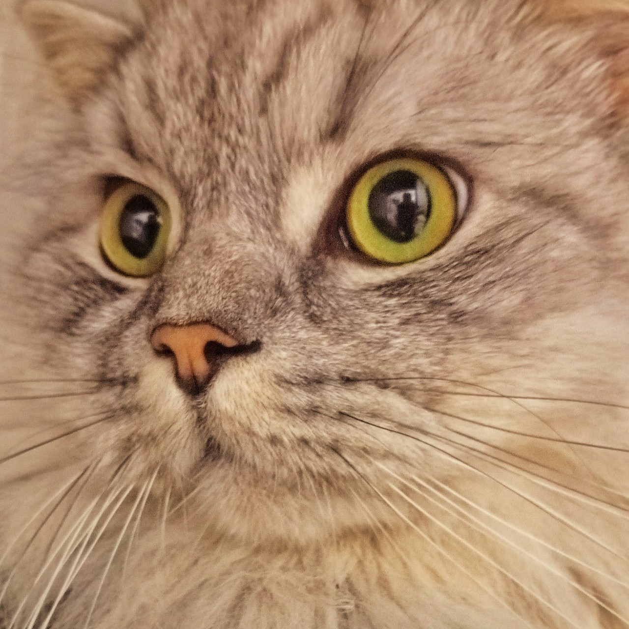 darenka_little в LOOKY. #питомцы,#коты. #питомцы #коты [#cat...
