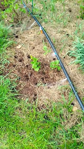 svesaratov в LOOKY. . На видео демонстриру...