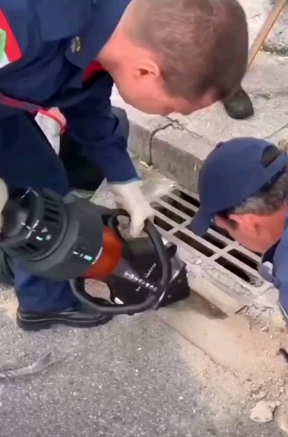 vetklinika.brb в LOOKY. . Эй, капибара, тебя в...