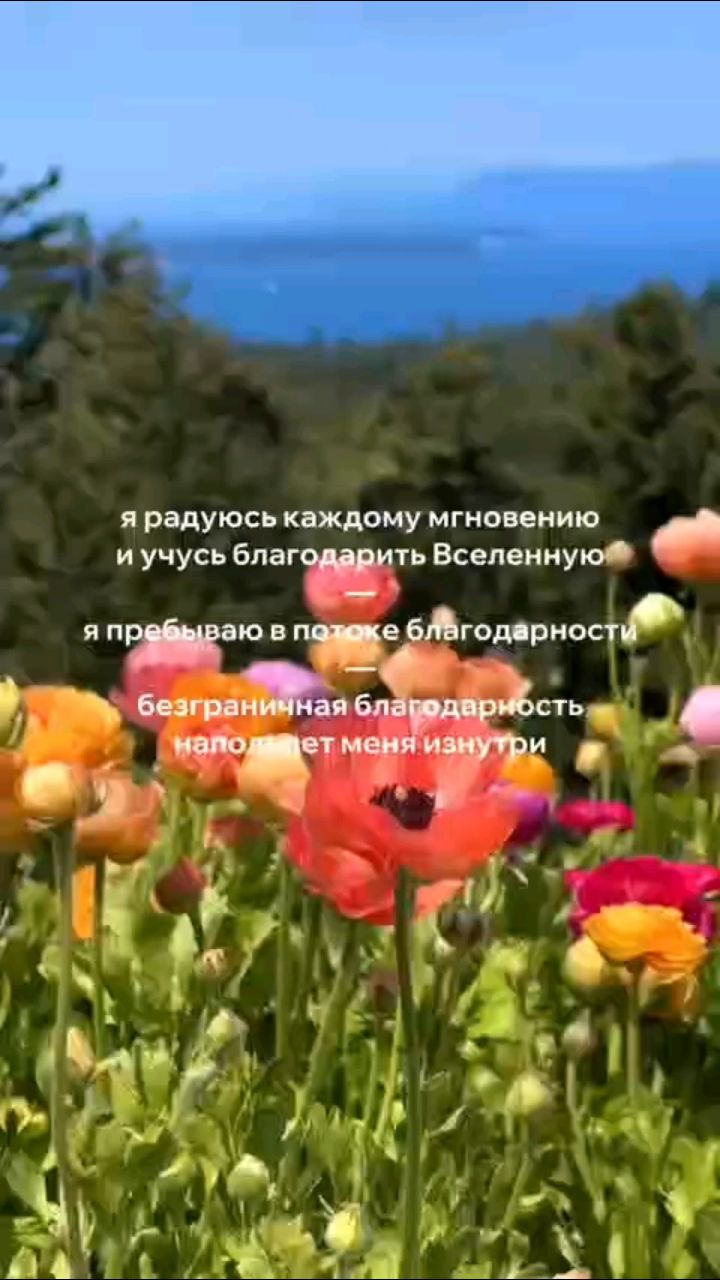 Svet_ya_ в LOOKY — ☀️🌸Пусть это летнее утро начинается с мягкого солнца, лёгко