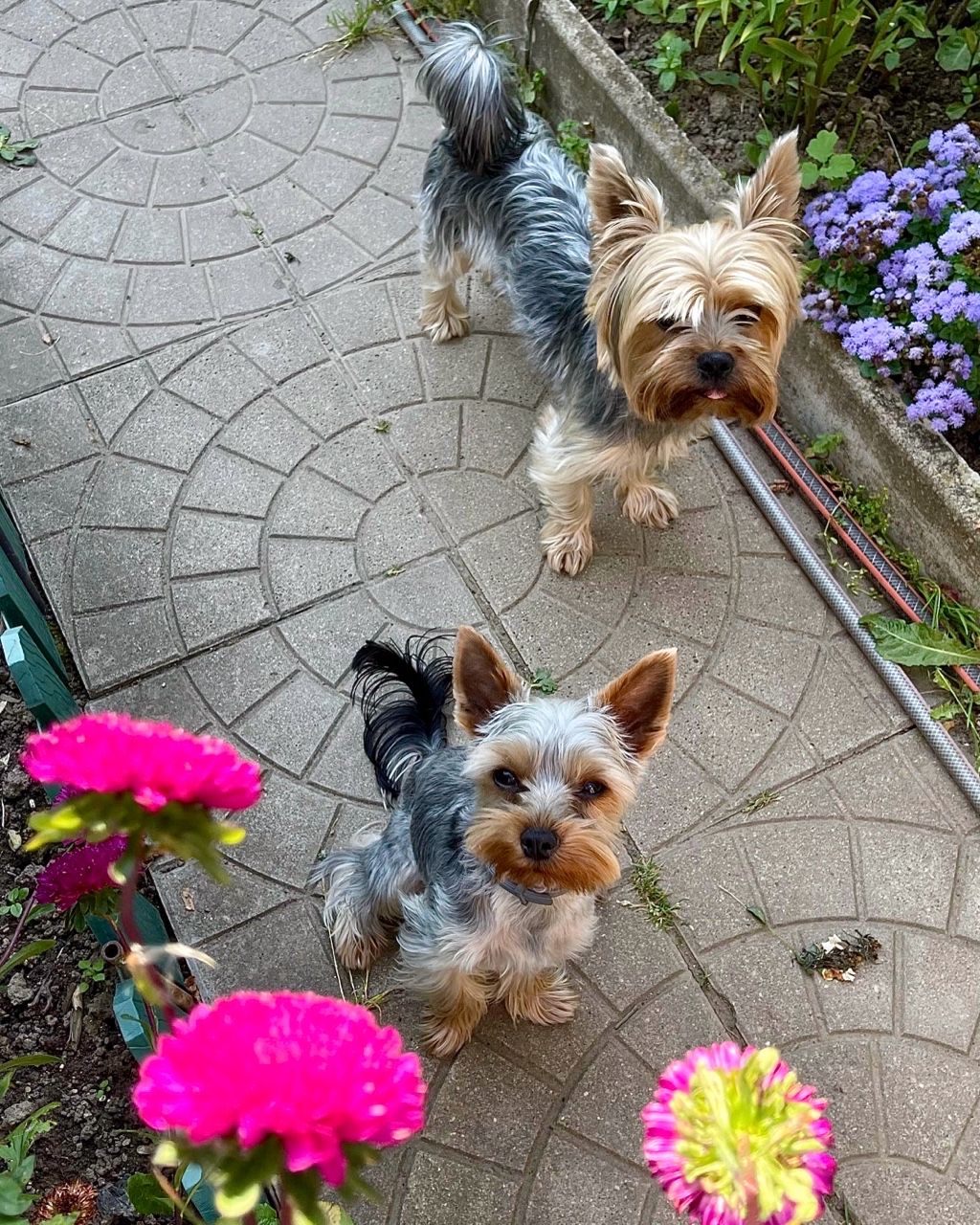 Ивашка и Степаныч 🐶🐶