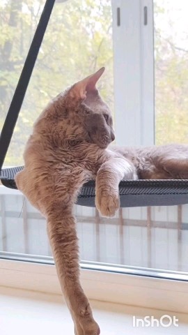 tv_mow_led in LOOKY. #Фэнтези,#Исходное_фото,#LOOKY_нейронка,#catsofinstagram. #Фэнтези #Исходное_ф...