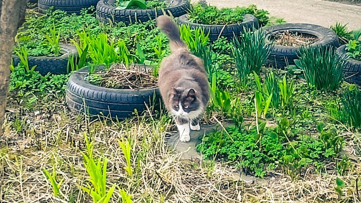 Леди Катерина и кот в LOOKY — фото 2
