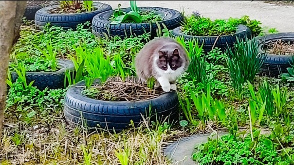 Леди Катерина и кот в LOOKY — фото 1