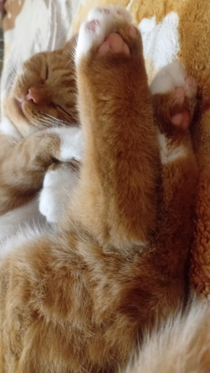 Рыжие пяточки .
Анфиса отдыхает .
#животные #котики #питомцы #кошка #котята