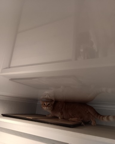 Кот Зяма в LOOKY. . Вот он я!