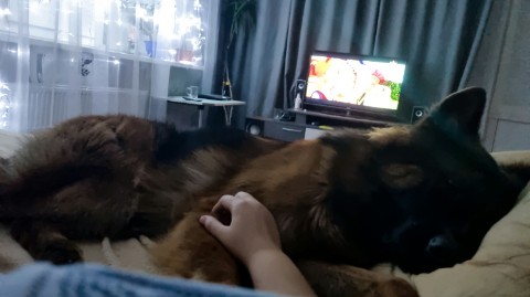 Looky_1711459198401 в LOOKY. #овчарка,#любовь,#немецкаяовчарка,#dog,#жизнь,#красноярск,#абакан,#мэр,#меркурий,#москва,#ночь,#сон,#питер. Спокойной ночи 🌙


...