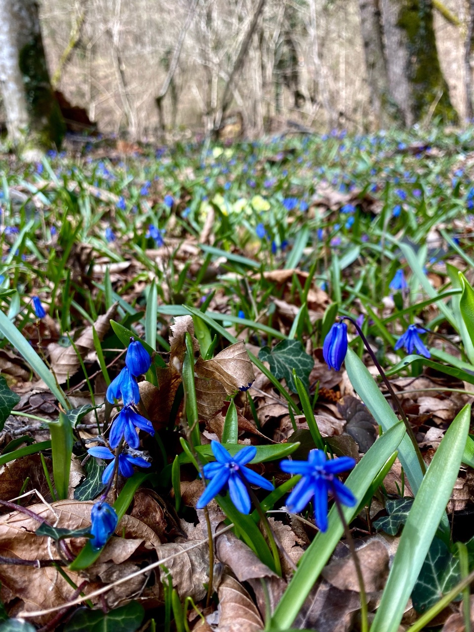 nina_melekhova в LOOKY. #золотороссии,#геленджик,#горы,#looky,#looky_you,#looky_топ
#looky_контент,#looky_блогер,#looky_рекомендации,#you,#looky_top,#looky_пост
#nina_melekhova,#nina_neiro,#март,#море,#небо,#закат,#100днейдолета,#первоцветы,#скоролето,#рилс,#looky_reels,#looky_рилс,#пролески. Прекрасные весенние ...