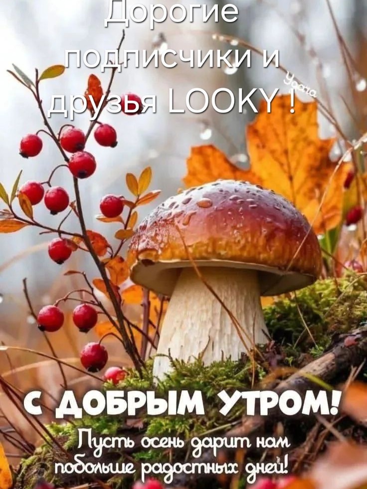  в LOOKY — публикация