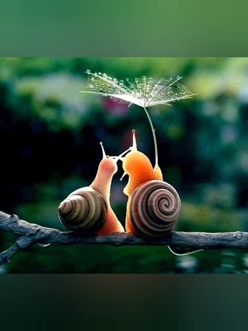 Mokucinn in LOOKY. . 