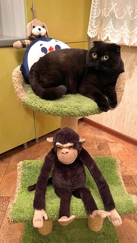 cats_mars_tayson в LOOKY. . 