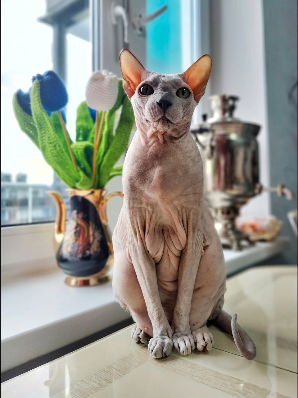 eva_sphynx_cat в LOOKY. #сфинкс,#sphynx,#донскойсфинкс,#кот,#кошка,#котики,#котэ,#лысая,#лысаякошка,#фотокотиков,#котомания,#домашниеживотные,#домашниепитомцы,#evasphynxcat,#мыизкотограмаlooky,#looky_official,#looky,#looky_official,#LOOKY_контент,#looky_you,#you. Привет, привет, прив...