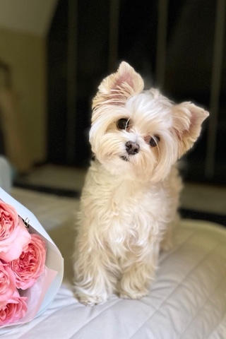 Цветные Йорки Little Favorite в LOOKY. . Выпускница🥰фото-при...