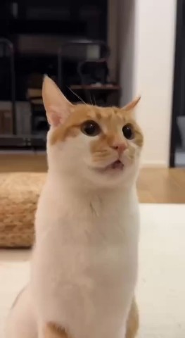 natasha.chuprova2018 в LOOKY. . Кот, который перед н...