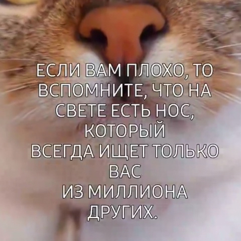 grikot235 в LOOKY. . 