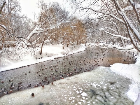 HateRaiser в LOOKY. #landscapemoscow,#forestnature,#woodwalking,#woodnature,#паркимосквы,#паркпокровскоестрешнево,#гулятьпомоскве,#прлгулкапопарку,#зимняямосква. [#moscowparks ](mosc...