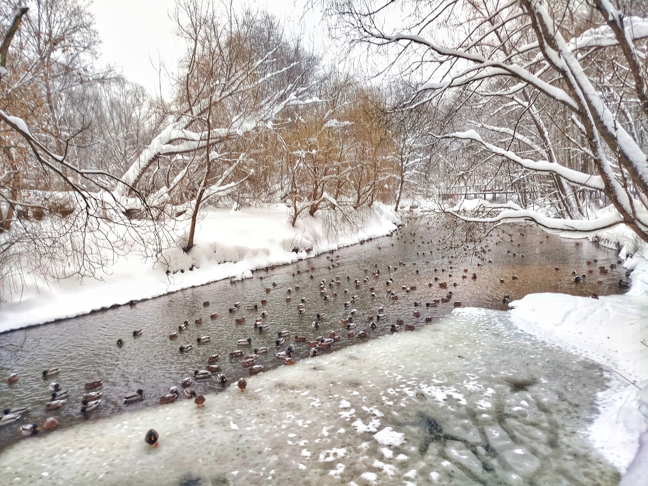 [#moscowparks ](moscowparks)#moscowpark [#wintermoscow ](wintermoscow)#winternature
#landscapemoscow #forestnature [#forestphotography ](forestphotography)#walkingforest #woodwalking #woodnature #паркимосквы #паркпокровскоестрешнево #гулятьпомоскве #прлгулкапопарку #зимняямосква