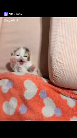 Senya в LOOKY — #Котя