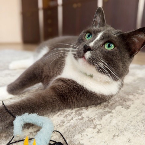 Максим Абросимов в LOOKY. . [#кошки ](кошки)[#ко...