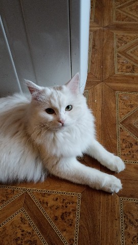elenka239012 в LOOKY. . Пушистая вредина. Мо...