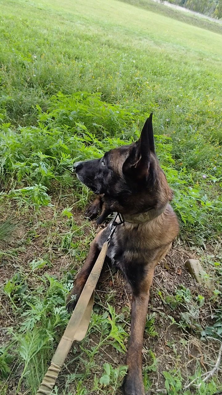 K9life в LOOKY. . [#k9life ](k9life)
О...
