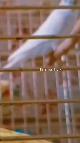 Looky_1677922744341 в LOOKY. #татьянаfox. Мои 🦜 любимчики #та...