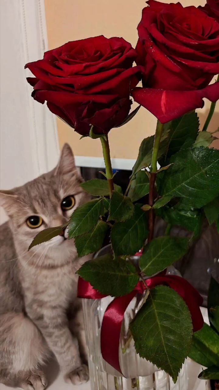 klimonadd в LOOKY. . Те, кто нас учит люб...