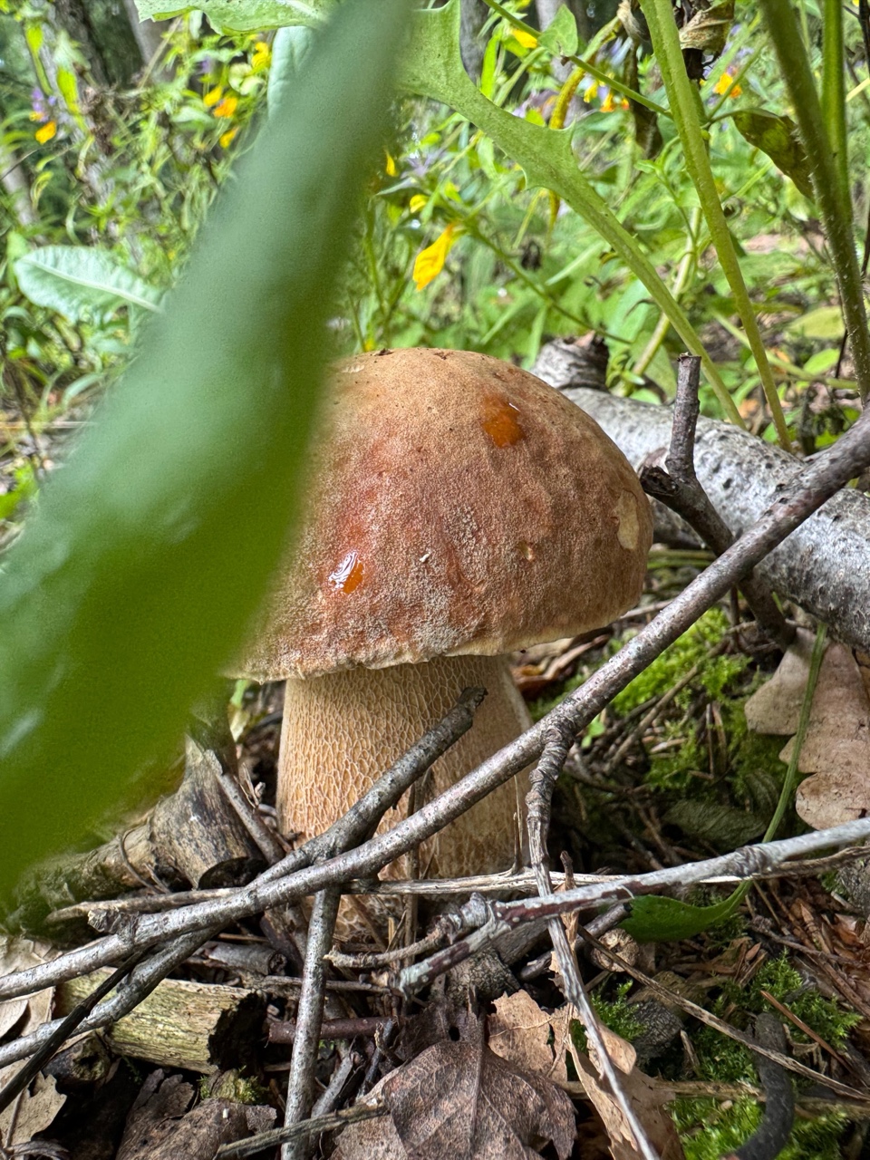 Elena_glotova в LOOKY — фото 2