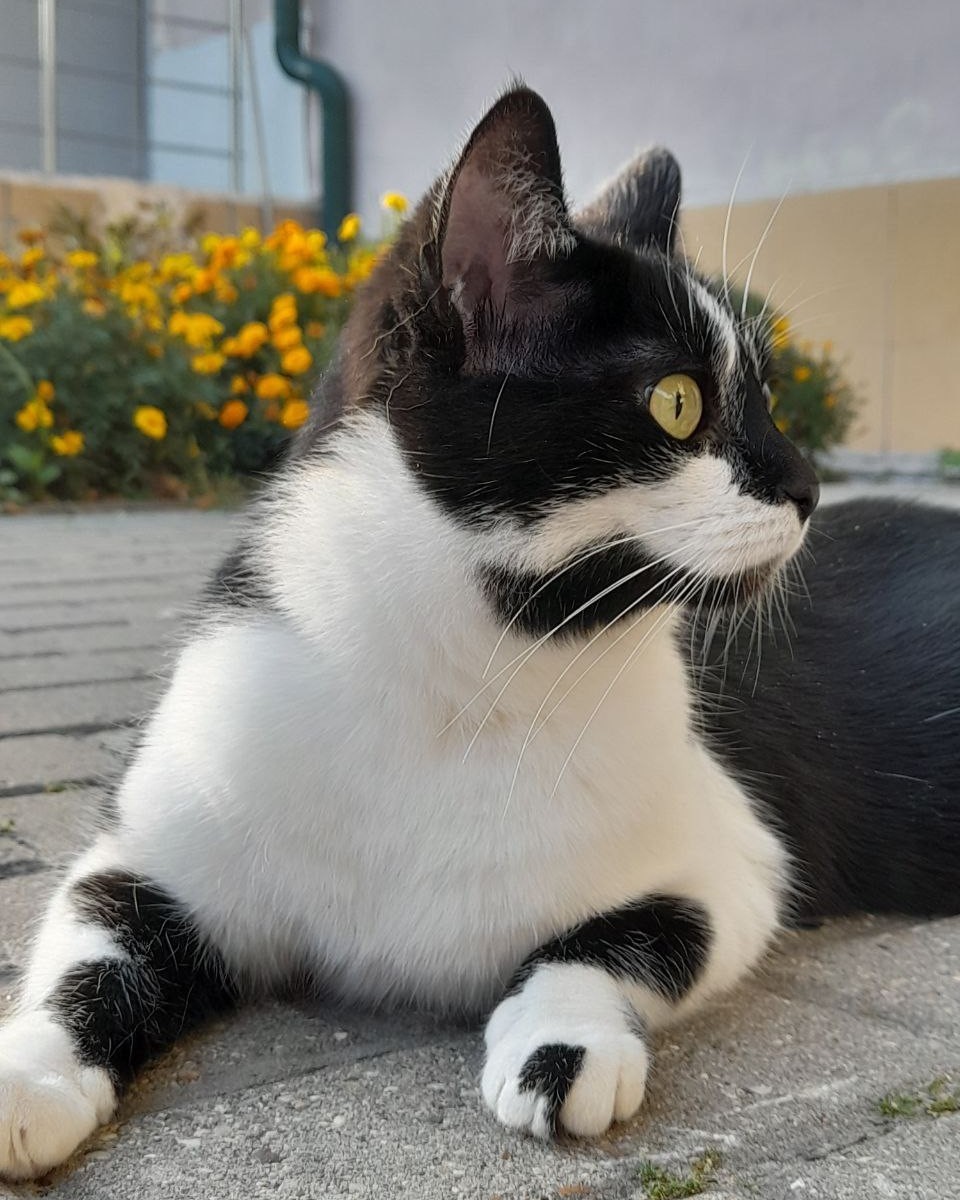 С днём красоты! Всегда будти, с наружи и внутри КРАСИВЫМИ😻😻😻. Приветик друзья хорошего настроения вам всем 😻😻😻
Я КнОпА поддерживаю [@sphynx_lealo](rn-looky://navigate/profile/7cce2fbf-5b20-48e1-956a-e96687e9347e) спасибо большое вот мой профиль👀👀👀 #флешмоб [#мойпрофиль](мойпрофиль) #KnOpApYx #KnOpA #КнОпА #кошка #котограм [#кошатники](кошатники) 