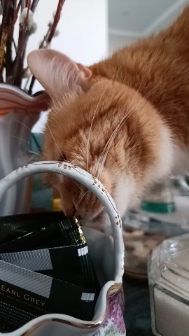 Кот Зяма в LOOKY. . Обожаю лазить по сто...