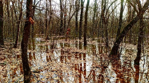 progulkipolecu1 в LOOKY. #леса,,#forests,,#грибы,,#mushrooms,#река,,#вода,,#river,,#water. #леса, #forests, #гр...